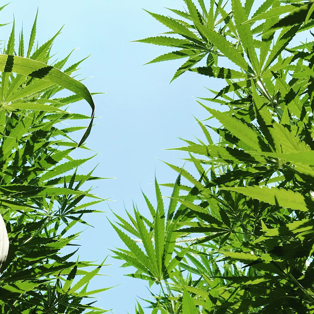 WHAT IN THE WORLD IS "REGENERATIVE HEMP"?